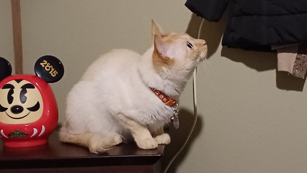 Hiroshi1970Cat's tweet image. ☀️🙋‍♀️❗おはよう笹かま✨🍻🎶焼き鳥ひろし🌞　昨日は定休日💤
オジさん、壮大な計画あるみたい。今日もよろしく😃✌️

#ねこ宇宙 #看板ねこ #まねきねこ #笹かま猫 #焼き鳥 #鳥貴族