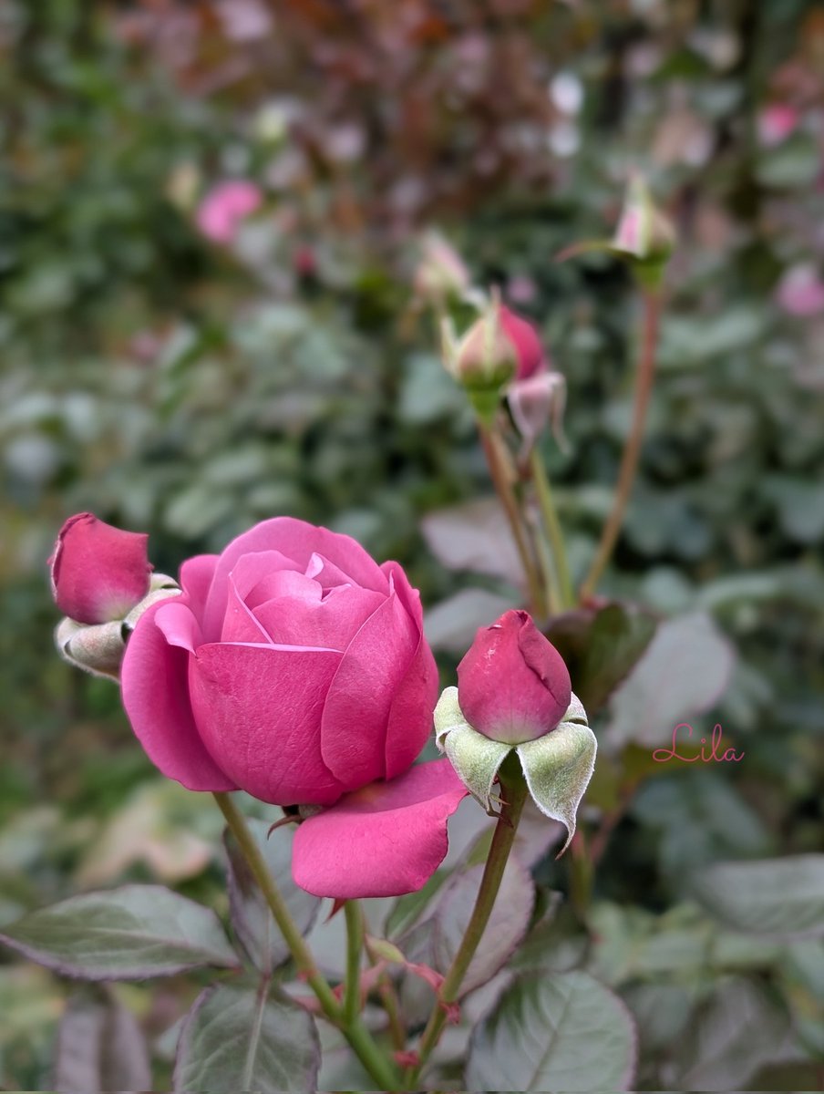 叙情詩 (@FL3hJpvZcaQt7FN) / Posts / X