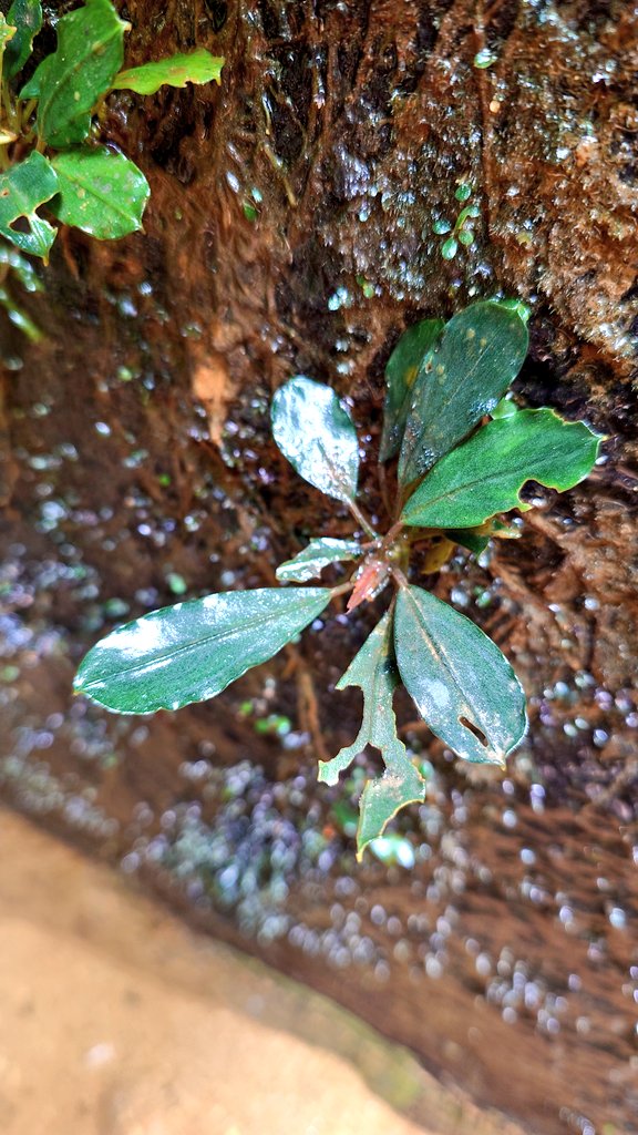 Bucephalandra akantha [ NTO&PP-251013-1 ] Bau Sarawak サラワク