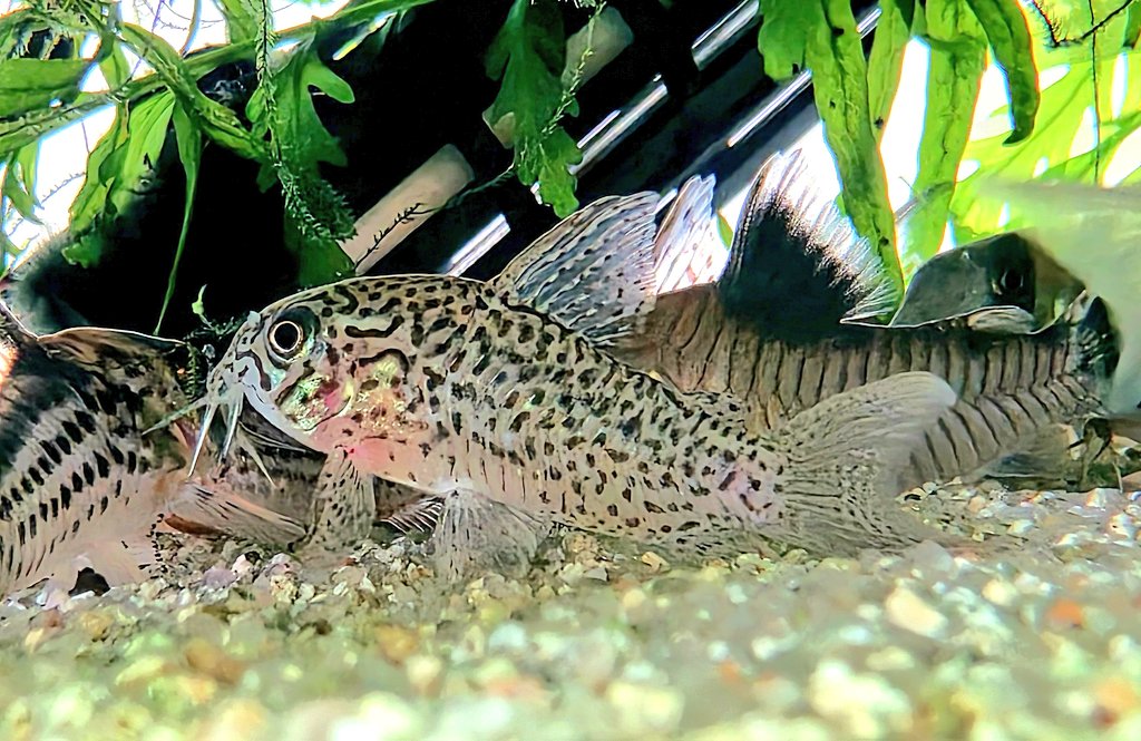 おはようございます🐠。曇天の木曜の朝です☁️

うちの職場もインフルエンザがちらほら。手洗いうがいでしっかり予防に努めなきゃ🧼

嫁水槽のニューヨッシャー。じっとしていて動画でも写真でも同じだから写真にしました。まさに不動明王(笑)

では、行ってきます👋

#コリドラス
#ニューヨッシャー