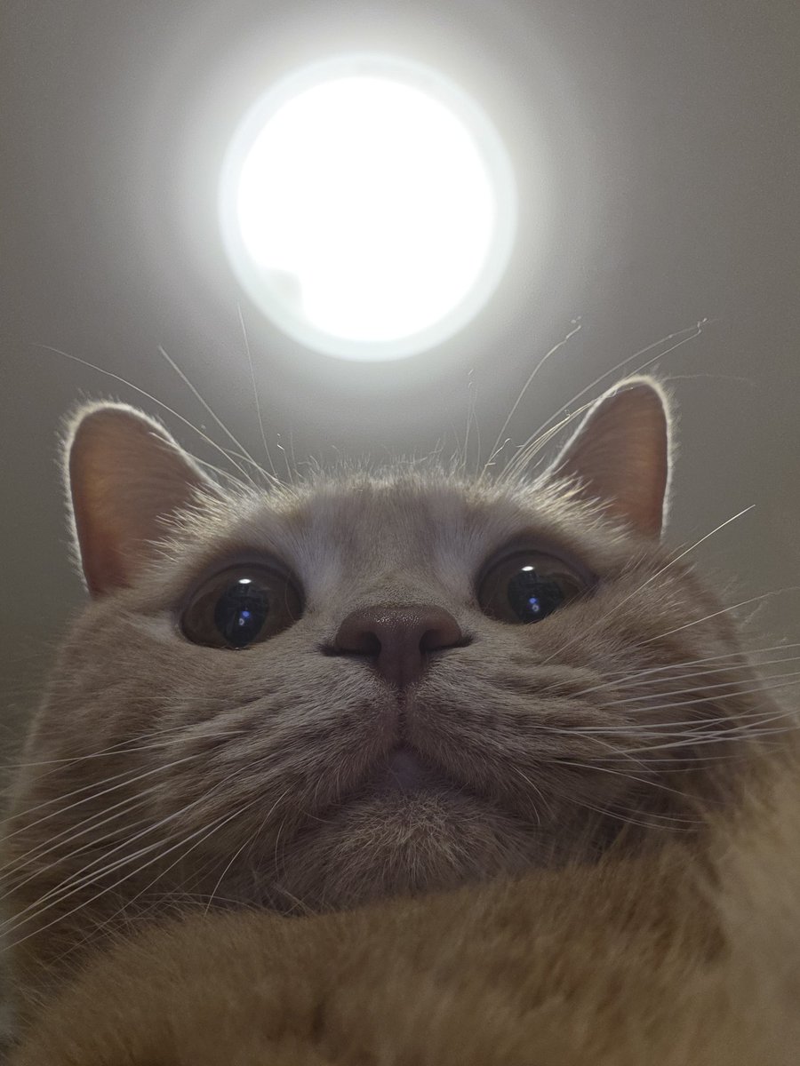 ねっぱ (@neppa_0116) / Posts / X