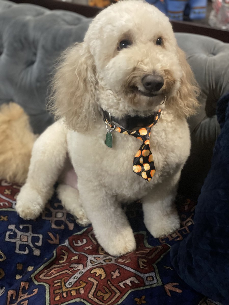 <a href="/suchnerve/">Vivian</a> To best support your dopamine I offer photos of my dog prepared for dog business