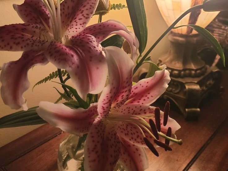 celiaripley_'s tweet image. INFO!

◇°•  Damn, and here I thought I’d hidden it behind a sweet and bubbly demeanor!  •°◇