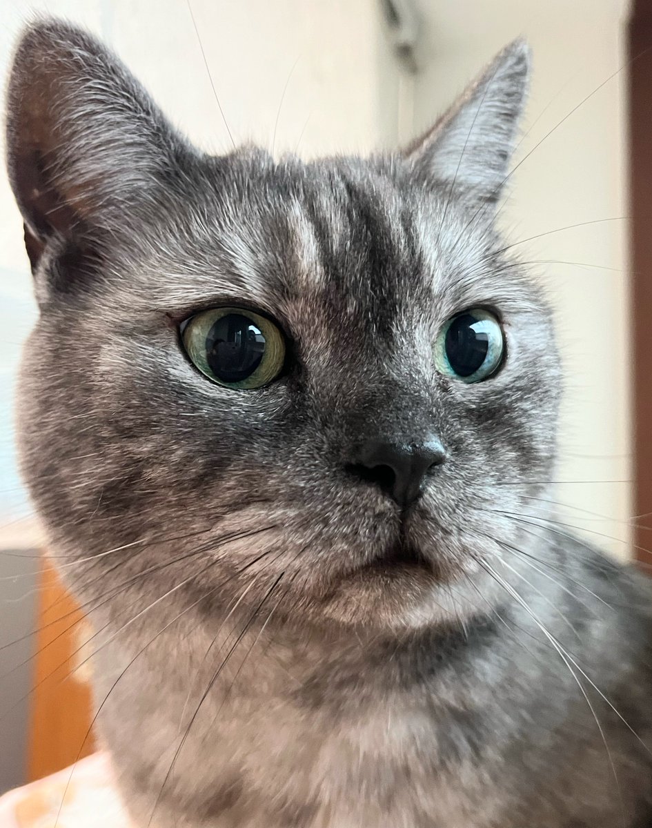 11/13(木)おはようございます
🍂

東京最高気温17℃☁️
通勤通学の方気をつけて行ってらっしゃい👋

佳い一日をお過ごしください🐈‍⬛💚

🐦‍⬛が来てニャルソック中😺