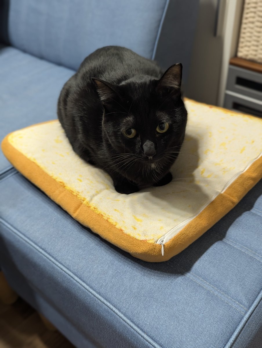 猫さん 猫さん 猫さん Buy ZX 700 - B34330 | GOAT