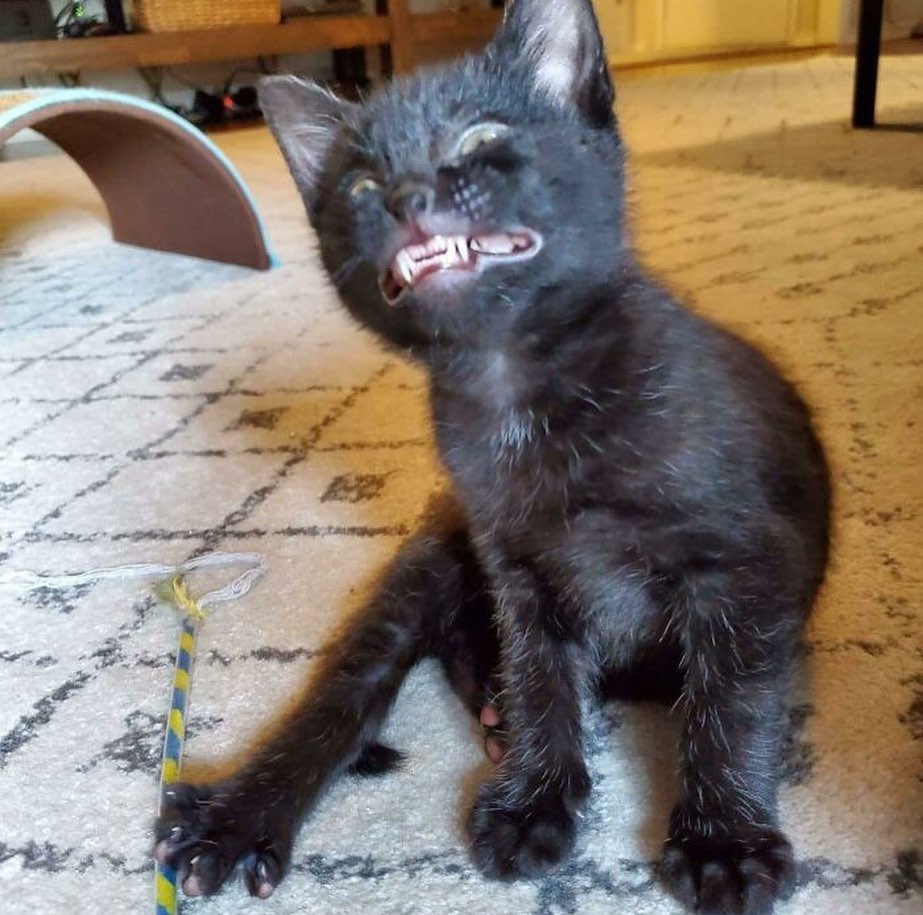 Punch Cat tweet media