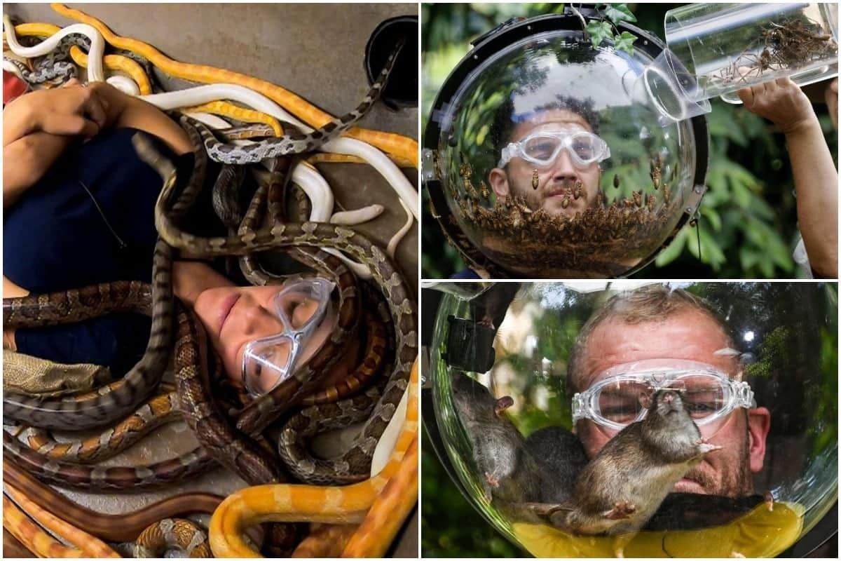 ProtectTheWild_'s tweet image. We’re probably gonna be unpopular for saying this, but we’re sick of seeing anything to do with ‘I’m a celeb’

The show relies on the abuse and exploitation of animals for cheap laughs and it’s sad that so many people still watch it and seem to have no issue with it!