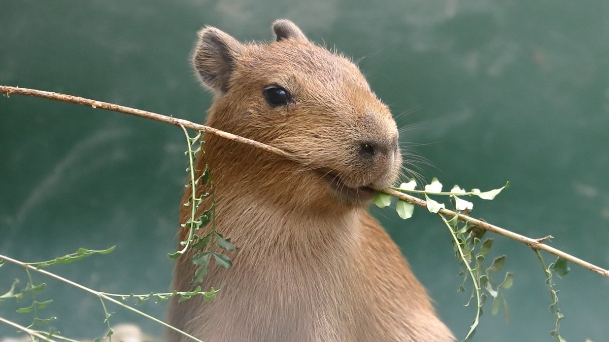 Reactor Axe Man tweet media