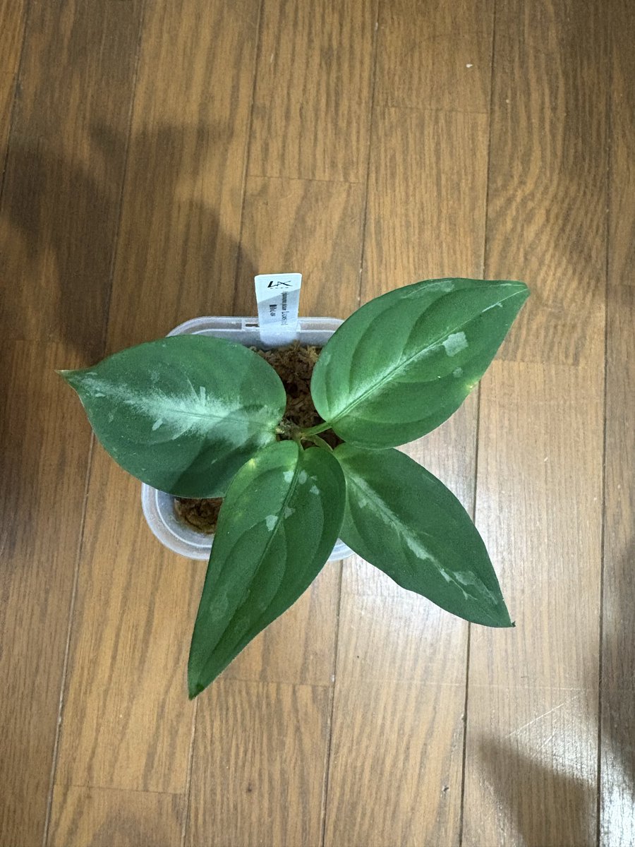 Y.KANETA Aquarium＆ Plants 🪴🐟 (@kaneta_y) / Posts / X