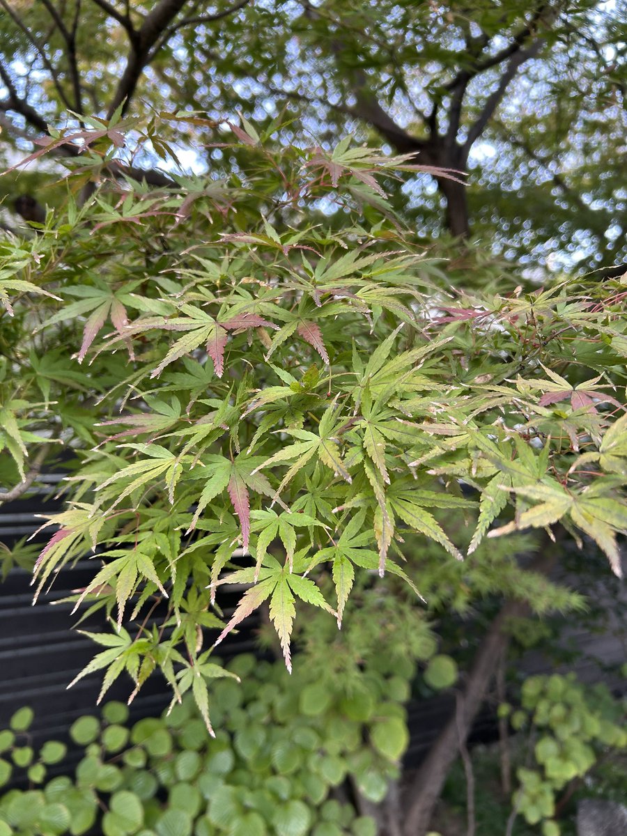 kuuwork's tweet image. ショールームのガーデンのもみじが、少しずつ紅葉してきました。