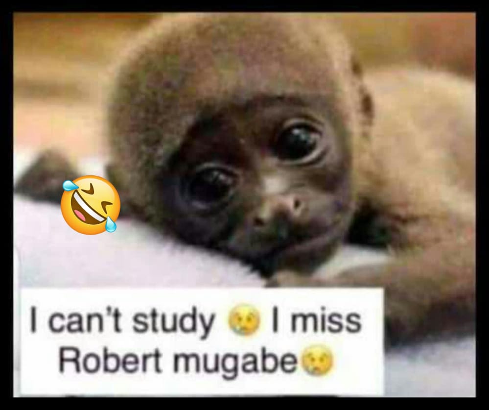 MJonas76's tweet photo. @nelsonchamisa Sichas https://t.co/iosrOAhiD5