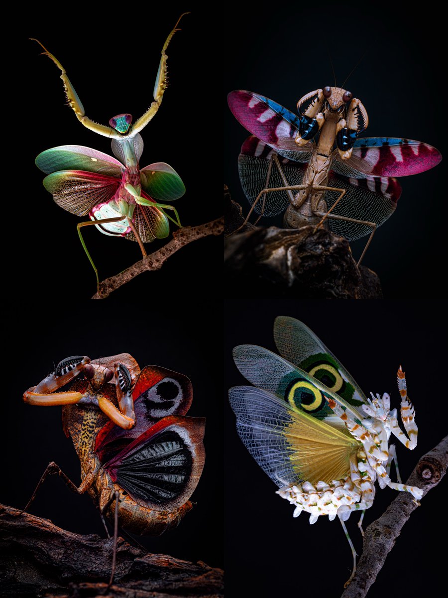 CIDER (@m_religiosa) on Twitter photo 