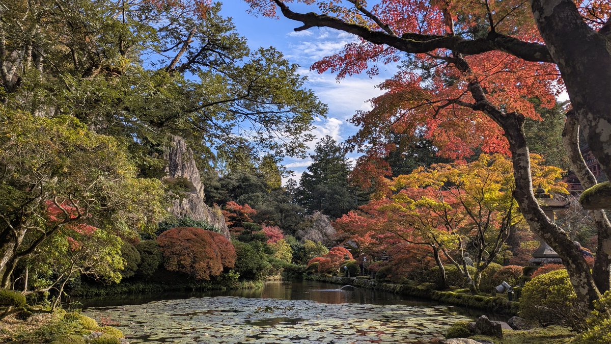 おはようございます 写真は昨日11/12に撮影したもの 紅葉は見ごろを