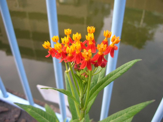 honky_tonk's tweet image. 従前の自分を保ったまま「現実」だけ都合よく改変しようとすると、所詮無理筋なので、いたずらに時を重ね疲弊し、世間を恨むようにすらなる。

意識、その波動が変わると・・ヒトもモノも皆新しい。
別の宇宙へやって来た如く。

&quot;私はよろずの源&quot;
そうと知っていれば、魔法使い。
#WaveMotion #波動