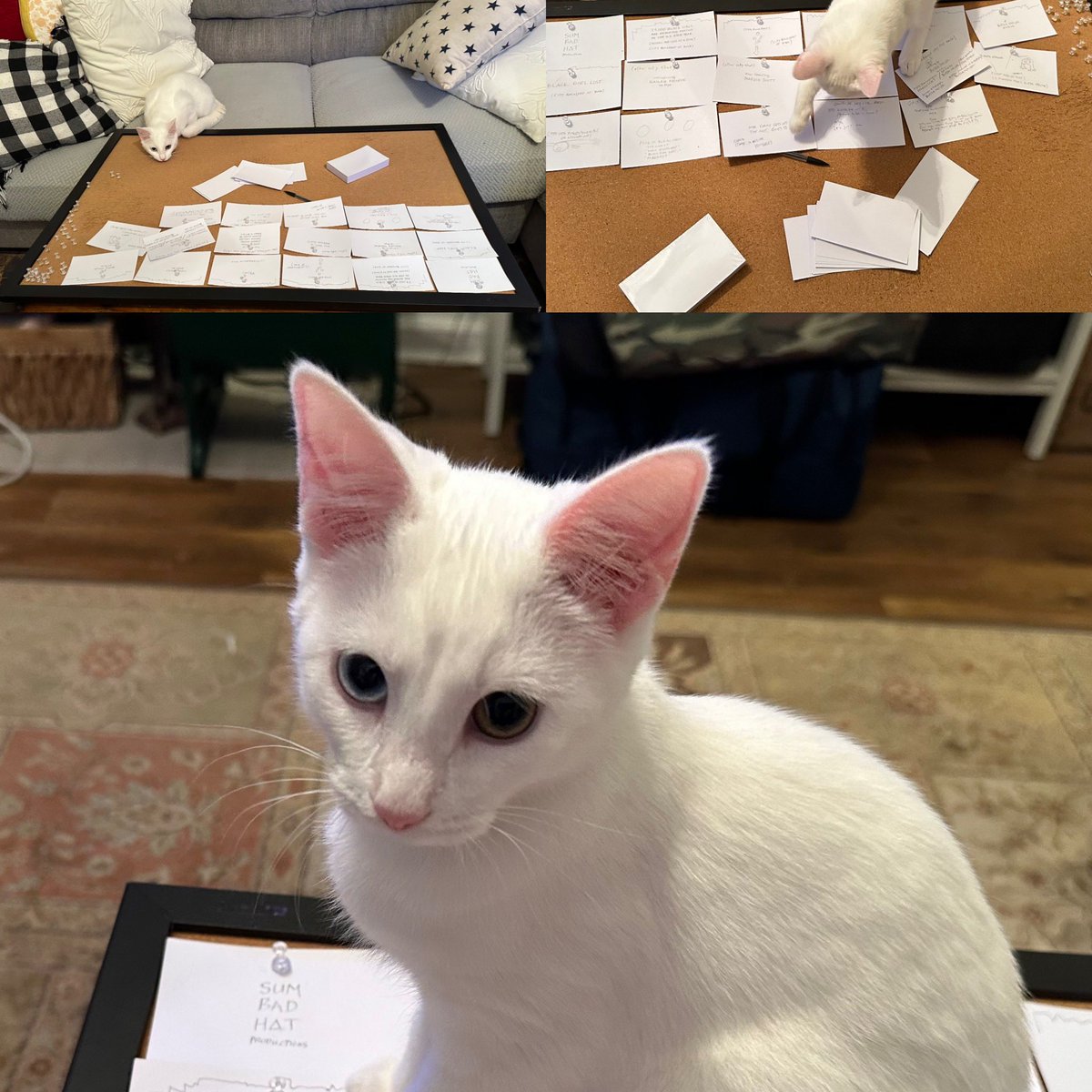 ButchMaier's tweet image. As I outline another screenplay, Charli is making sure I save the cat. @savethecat #scriptchat