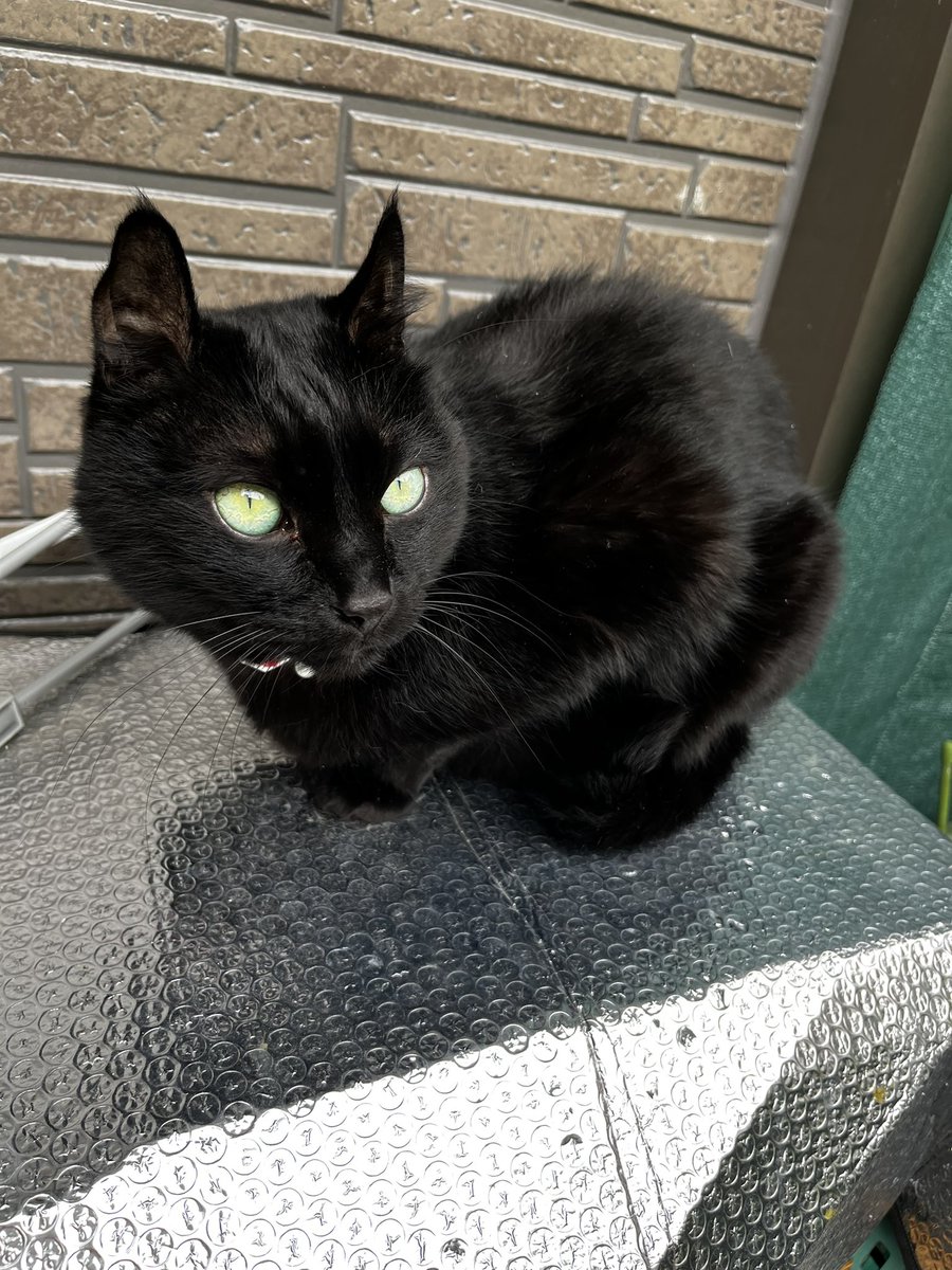 黒猫 🐈‍⬛『ゆず』 × #いい瞳の日 🗓️11月13日 🐈‍⬛「【いい(11