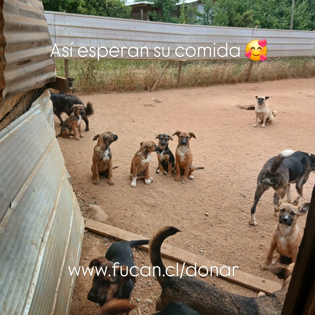 Santuariofucanchile tweet media