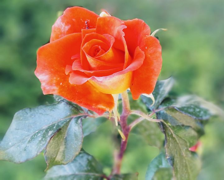 GnTEnt89's tweet photo. Art of the Day! "Vibrant Rose". Buy at: https://t.co/acbKJq3xq2 https://t.co/a5vCUDHMYw