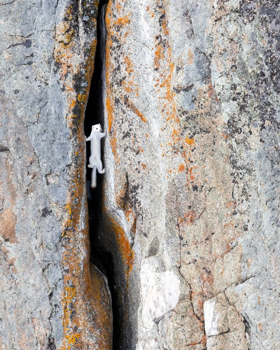 KlyisWeazel's tweet photo. The odds of being attacked by a stoat while rock climbing is low, but never zero. https://t.co/Kg83zwYAEu