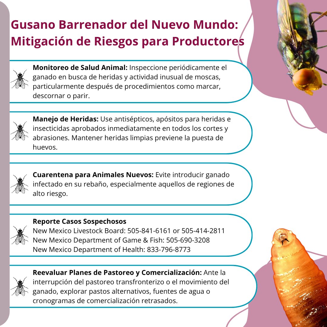 NMExtensionPubs's tweet image. ¡Productores ganaderos del Nuevo México! 🐄 Protege tu rebaño del gusano barrenador del ganado. Nuestra guía tiene información crucial sobre mitigación de riesgos y ahora también está disponible en español: pubs.nmsu.edu/_z/Z131_Spanis…

#GusanoBarrenador #NMSU #Extensión #NuevoMéxico