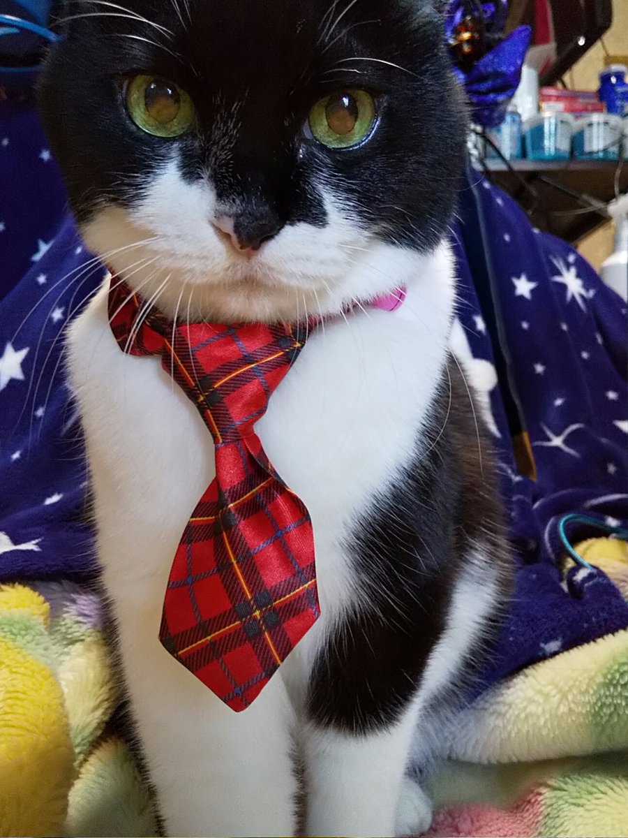 まりん tweet media