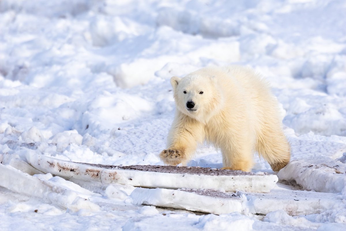 TCNaturePhotos's tweet image. &quot;Mom,  wait for me!!&quot;

Took a tundra buggy tour with @FrontiersNorth on Sunday and encountered 16 polar bears on the tundra including this 11 month old cub. They grow fast, don&apos;t they? Especially since there isn&apos;t another sibling that this one has to share with.

#polarbear
