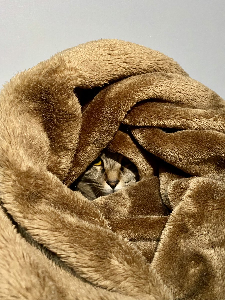 たぬは巣を作るタイプ