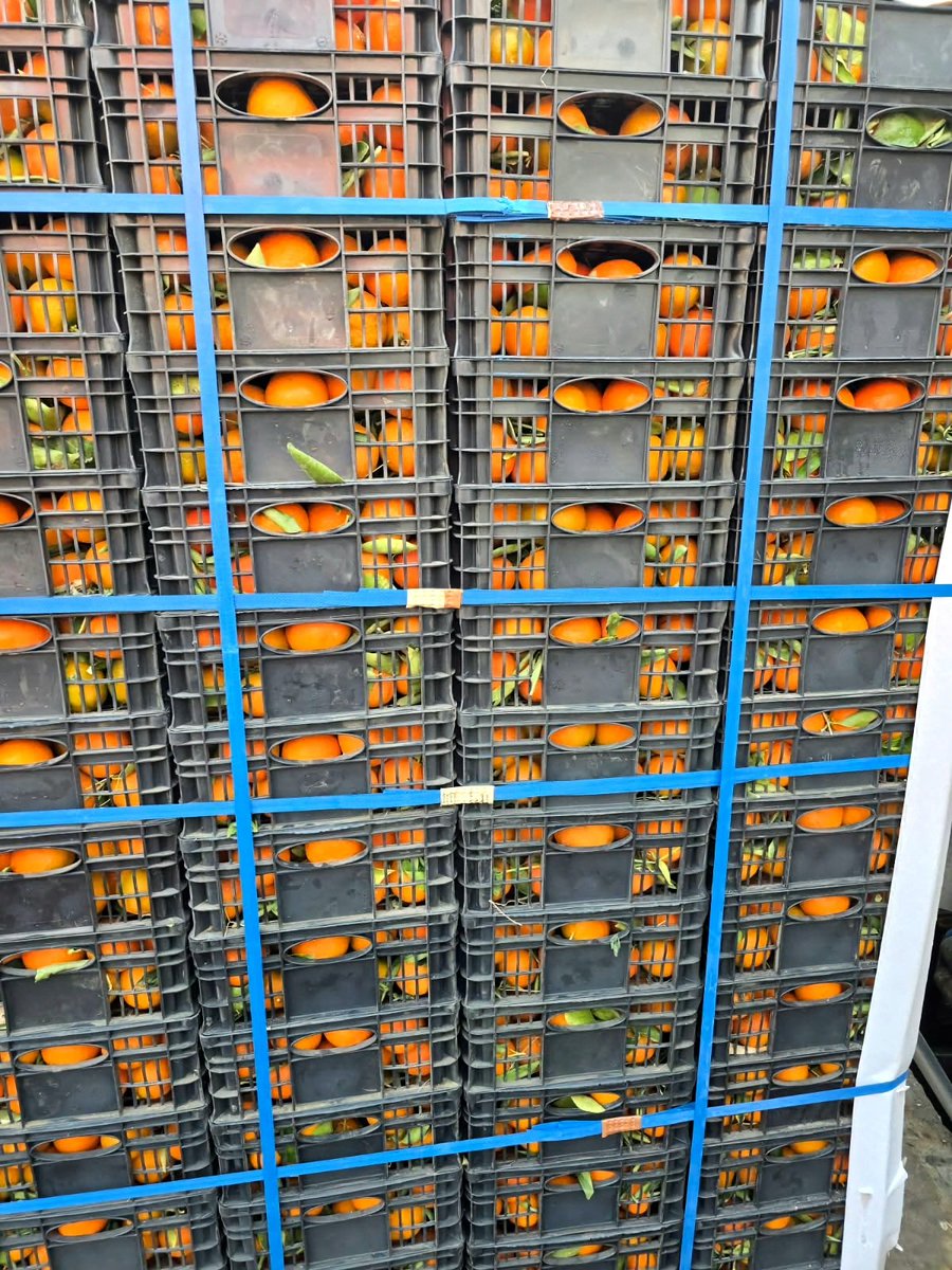 بفضل الله 
بدأ تصدير البرتقال واليوسفي اليمني (الوزان)
لطلب التصدير إلى اي دولة يمكنكم التواصل مع مجموعة الارتقاء يمن للتنمية الزراعية 
تلفون - 777872866

#منتجات_اليمن_إلى_العالم