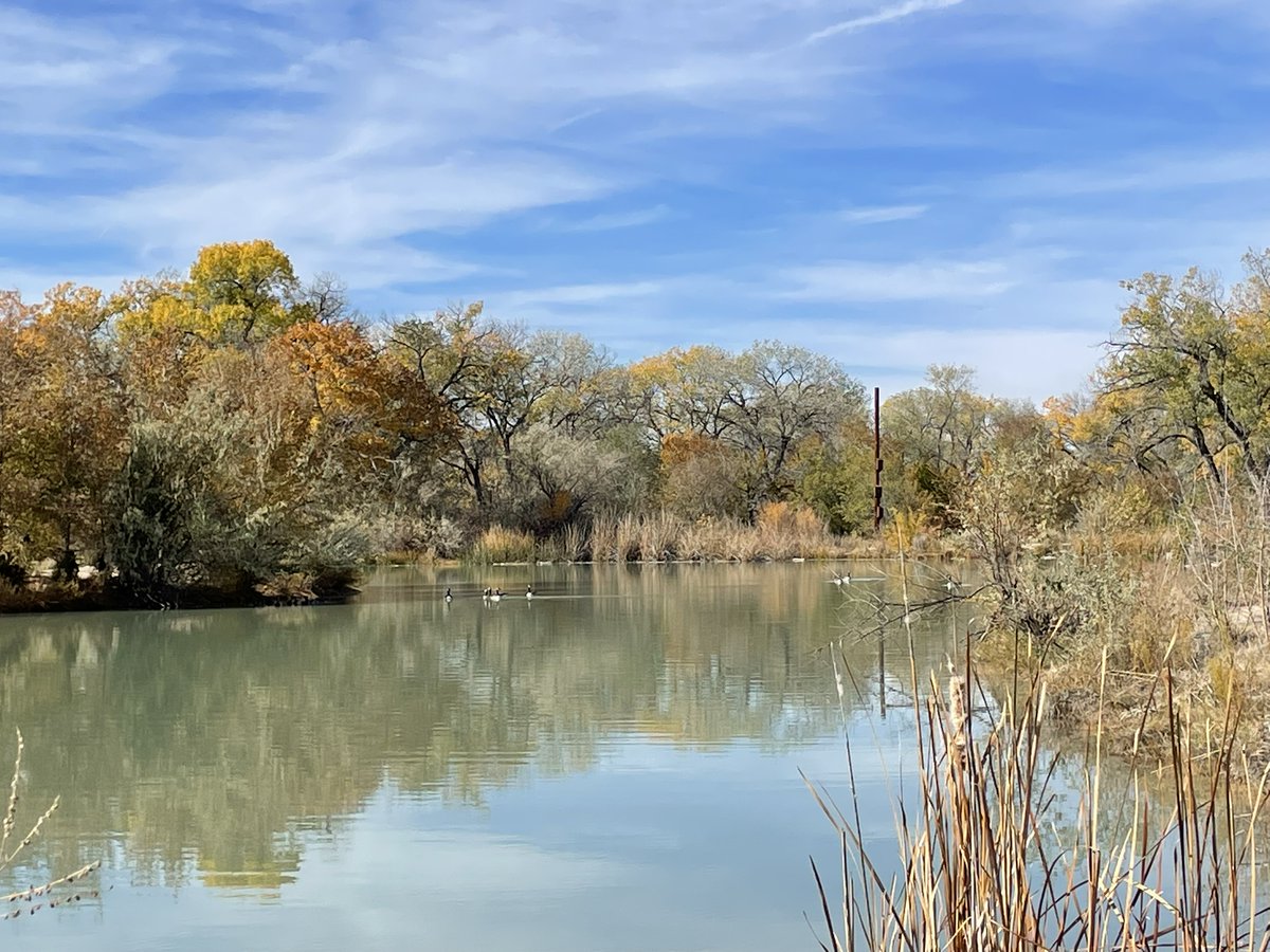 Howtobefit's tweet image. Sandhill cranes migrate to New Mexico from Canada, Alaska, and Siberia. I saw 13 foraging in a field before they later fly south and overnight in Bosque del Apache. That was before I even go to do the mid-week hike with my daughter in the Rio Grande Bosque!
