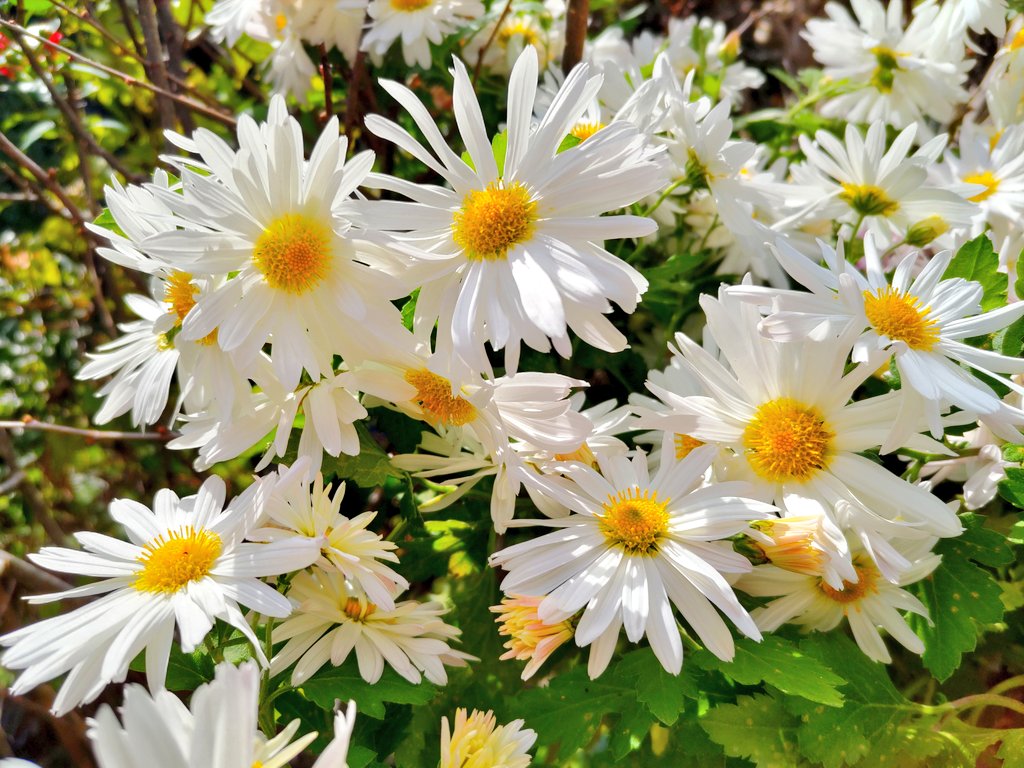 今年も庭に咲き始めた真白な菊 お世話がんばったよお母さん ＃菊 ＃花写真