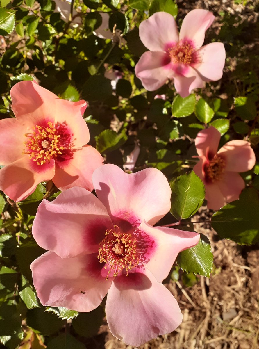 SarahRajkotwala's tweet photo. Pretty For Your Eyes only looking cute in my garden this week. I love an 'eyes' rose!
#RosesWednesday #roses #maygarden #fairiesarereal https://t.co/pmig0cQ5nh
