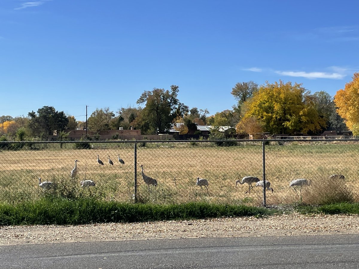 Howtobefit's tweet image. Sandhill cranes migrate to New Mexico from Canada, Alaska, and Siberia. I saw 13 foraging in a field before they later fly south and overnight in Bosque del Apache. That was before I even go to do the mid-week hike with my daughter in the Rio Grande Bosque!