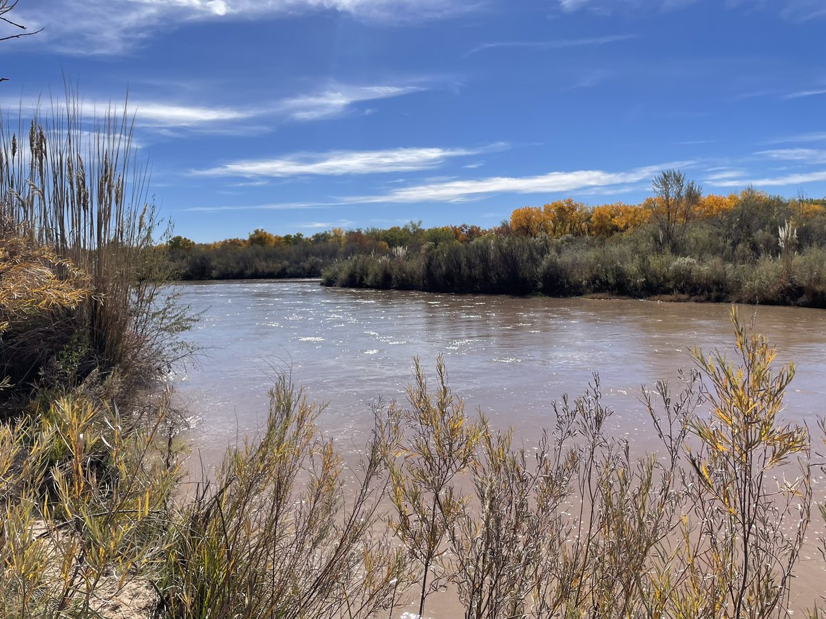 Howtobefit's tweet image. Sandhill cranes migrate to New Mexico from Canada, Alaska, and Siberia. I saw 13 foraging in a field before they later fly south and overnight in Bosque del Apache. That was before I even go to do the mid-week hike with my daughter in the Rio Grande Bosque!