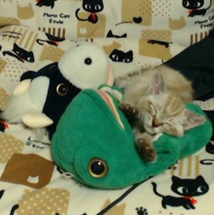 ぶーぶーこぶた (@boobookobuta107) / Posts / X