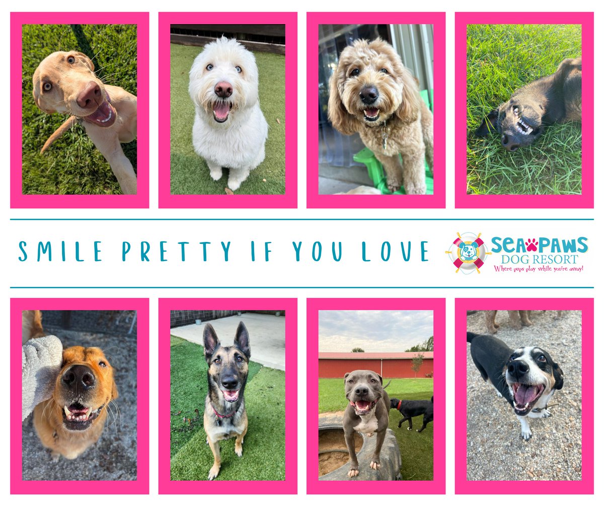 SeaPawsResort's tweet image. Those pawsome smiles say it all, our furry friends love Sea Paws! 🐾
seapawsdogresort.com
#SeaPaws #DogSmiles #PawApproved #FurryFriends #HappyPups #PupSmiles #HappyTails #SayCheese #WeLoveSeaPaws