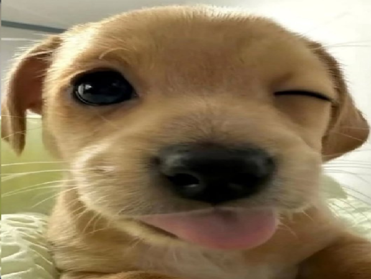 Atlantic Rash tweet media