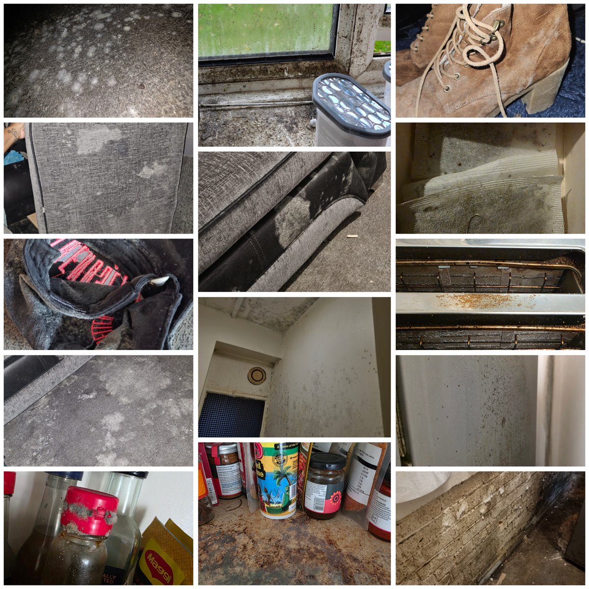 Dyan Lake tweet media