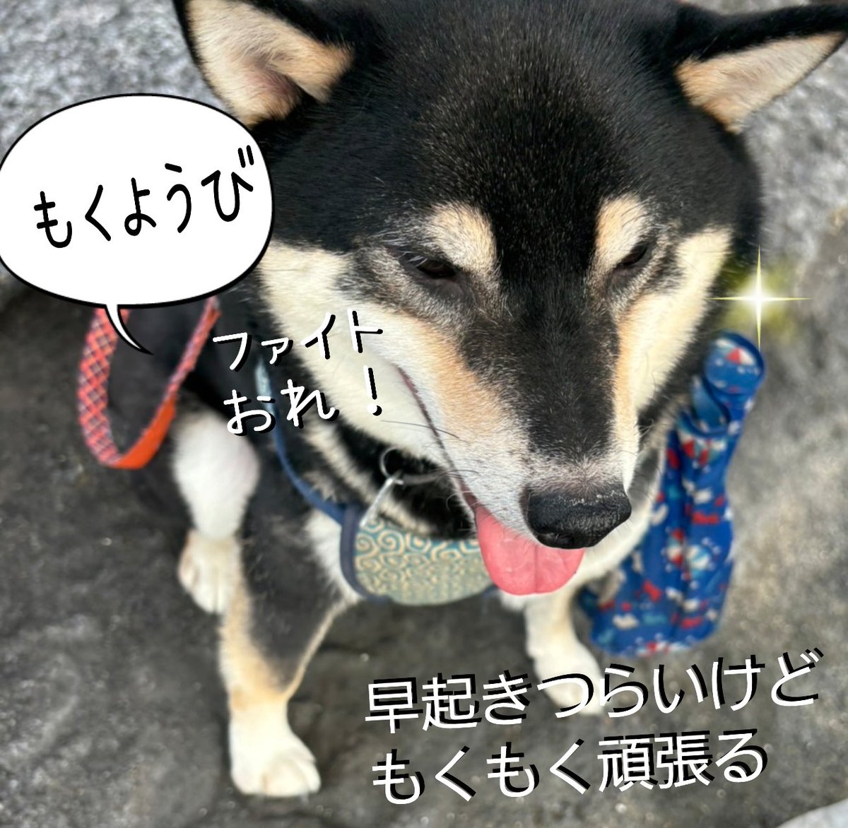 西川尊琉さま専用 画像でヨゴレをご確認ください 西川尊琉さま専用 画像でヨゴレをご確認ください 西川尊琉さま専用