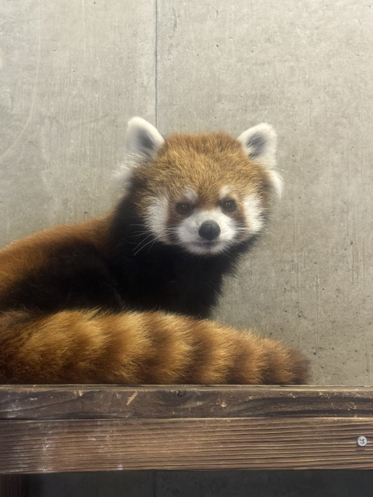 ぱんけーき on X