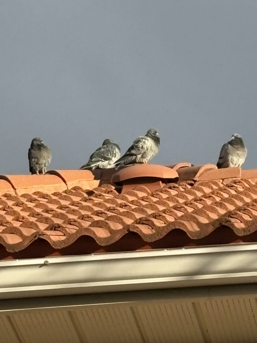 I am in a battle for house sovereignty with four pigeons. They seem to think the exterior ledge high above the front doorway is theirs. I disagree. I initated water bombing of the ledge. They have regrouped to the neighbour’s roof to strategize. We shall see who prevails. 
Kristy