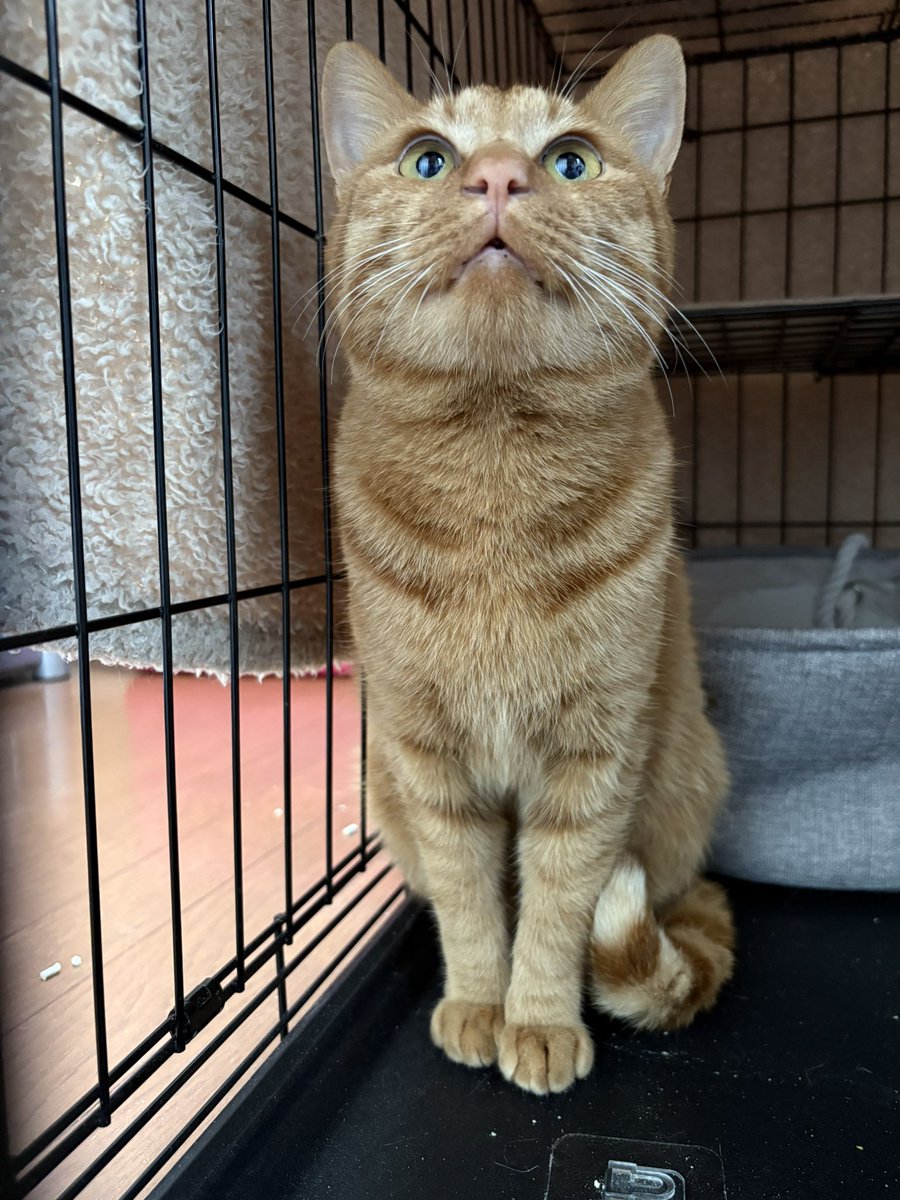 にま (@nmB4RSK) / Posts / X