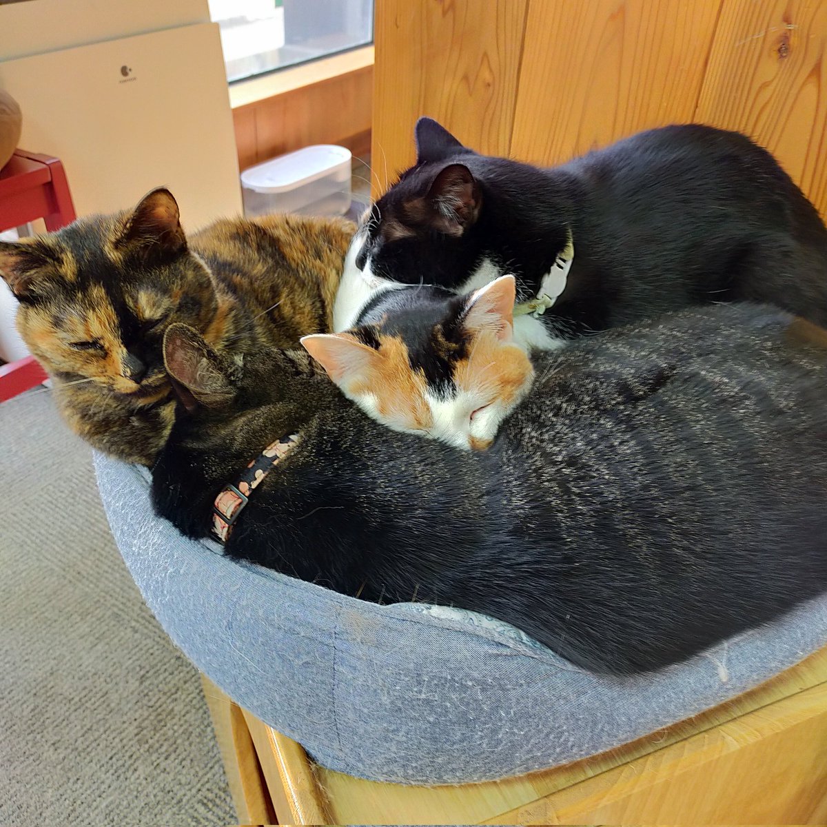 aizu_megoneko's tweet image. 時折陽射しもある木曜日
#會津めごねこ 営業中です

気温は低くないのですが曇っているせいか寒いです

猫、温かくて、ほっこり癒されますよ❤
触れ合いにどうぞお越しください

#明日はお休み
#11匹のめごい猫に逢いに来てね
#触れ合える猫カフェ
#猫休日
#11月も不定休
#固定ポスト見てね
#会津 ＃ca