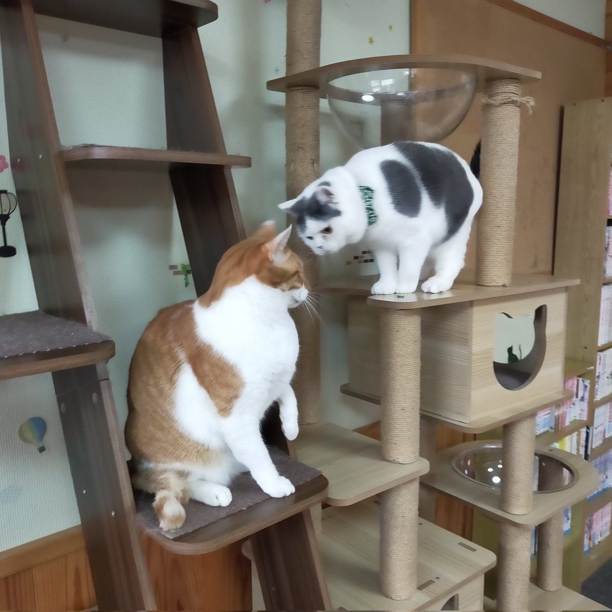 aizu_megoneko's tweet image. 時折陽射しもある木曜日
#會津めごねこ 営業中です

気温は低くないのですが曇っているせいか寒いです

猫、温かくて、ほっこり癒されますよ❤
触れ合いにどうぞお越しください

#明日はお休み
#11匹のめごい猫に逢いに来てね
#触れ合える猫カフェ
#猫休日
#11月も不定休
#固定ポスト見てね
#会津 ＃ca