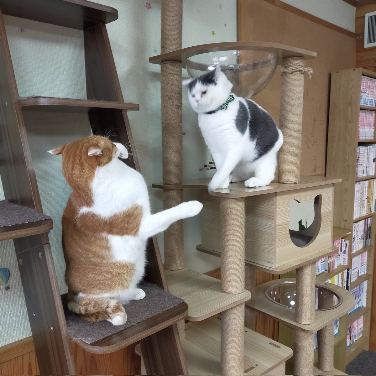 aizu_megoneko's tweet image. 時折陽射しもある木曜日
#會津めごねこ 営業中です

気温は低くないのですが曇っているせいか寒いです

猫、温かくて、ほっこり癒されますよ❤
触れ合いにどうぞお越しください

#明日はお休み
#11匹のめごい猫に逢いに来てね
#触れ合える猫カフェ
#猫休日
#11月も不定休
#固定ポスト見てね
#会津 ＃ca