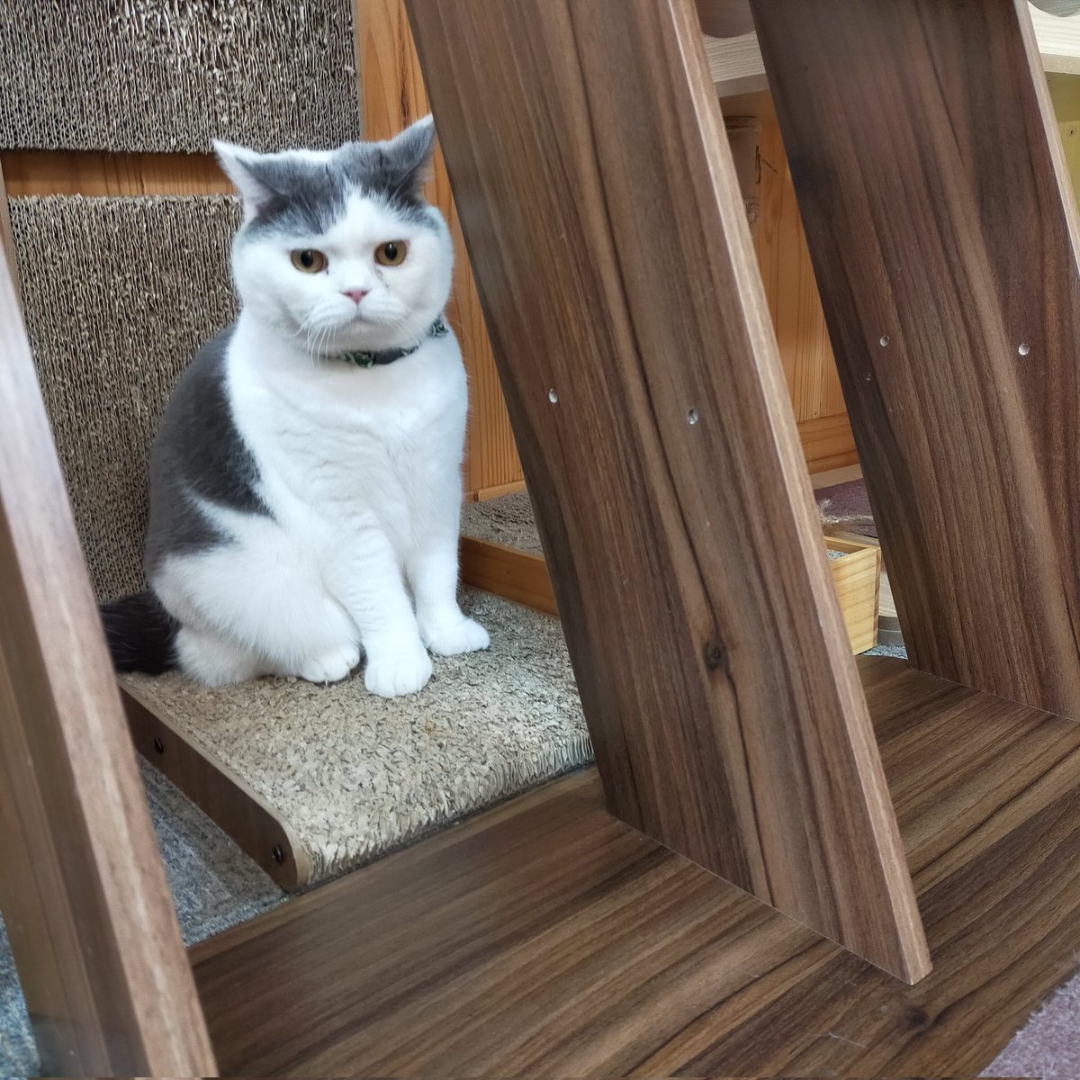 aizu_megoneko's tweet image. 時折陽射しもある木曜日
#會津めごねこ 営業中です

気温は低くないのですが曇っているせいか寒いです

猫、温かくて、ほっこり癒されますよ❤
触れ合いにどうぞお越しください

#明日はお休み
#11匹のめごい猫に逢いに来てね
#触れ合える猫カフェ
#猫休日
#11月も不定休
#固定ポスト見てね
#会津 ＃ca