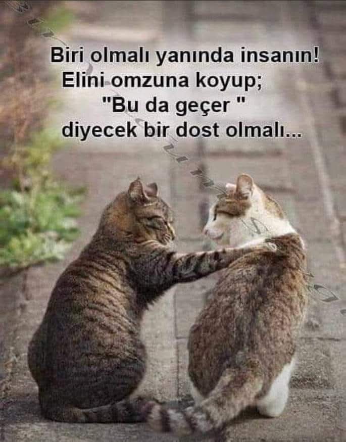 MehmetZahid99's tweet image. #dost