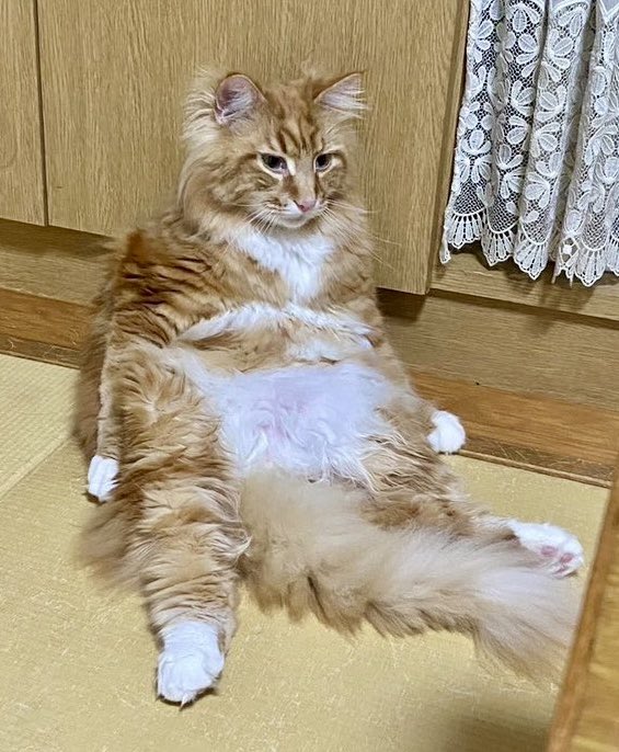 これが、こう。

貫禄たっぷりに育ちました🐱😂