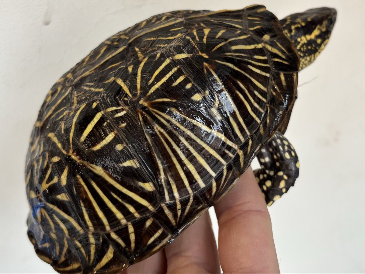 ひだ 極彩式亀 (@gokusai_siki_) / Posts / X