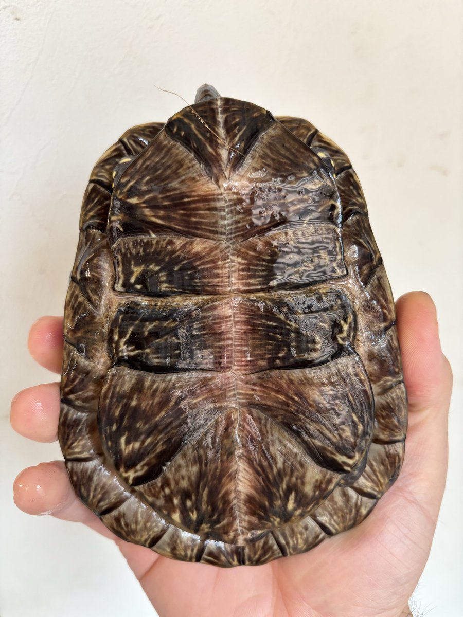 ひだ 極彩式亀 (@gokusai_siki_) / Posts / X