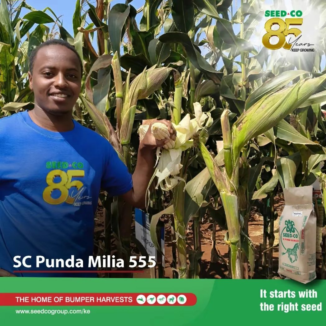 On top of your morning!!!

Bringing to you our early maturing variety.

Bringing to you our transitional variety. 

A variety that can adapt to different climatic conditions.